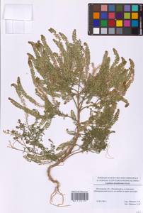 Клоповник густоцветковый Schrad., Восточная Европа, Московская область и Москва (E4a) (Россия)