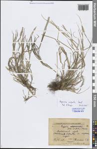 Лисохвост равный Sobol., Сибирь, Алтай и Саяны (S2) (Россия)