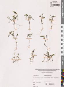 Болотник обоеполый L., Сибирь, Чукотка и Камчатка (S7) (Россия)