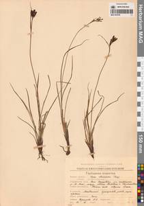 Осока элевзиновидная Turcz. ex Kunth, Сибирь, Чукотка и Камчатка (S7) (Россия)