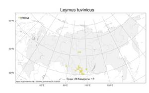 Leymus tuvinicus, Волоснец тувинский Peschkova, Атлас флоры России (FLORUS) (Россия)