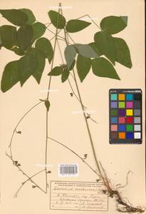 Hylodesmum podocarpum subsp. fallax (Schindl.) H.Ohashi & R.R.Mill, Сибирь, Дальний Восток (S6) (Россия)