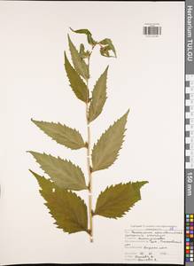 Колокольчик крапиволистный L., Восточная Европа, Центральный район (E4) (Россия)