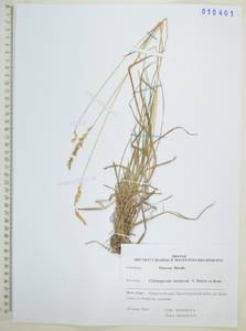 Вейник тростниковый (L.) Roth, Сибирь, Дальний Восток (S6) (Россия)