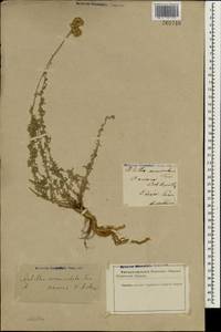 Тысячелистник червеобразный Trin., Зарубежная Азия (ASIA) (Иран)