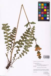 MHA 0 162 293, Мытник скипетровидный L., Восточная Европа, Северо-Западный район (E2) (Россия)