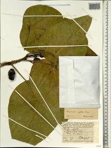 Hernandia nymphaeifolia (Presl) Kubitzki, Африка (AFR) (Сейшельские острова)