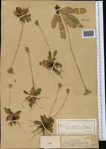 Первоцвет холодный Adams, Средняя Азия и Казахстан, Джунгарский Алатау и Тарбагатай (M5) (Казахстан)