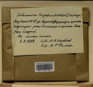 Aulacomnium turgidum (Wahlenb.) Schwägr., Гербарий мохообразных, Мхи - Якутия (B19) (Россия)