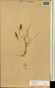 Колючещетинник реснитчатый L., Африка (AFR) (Португалия)