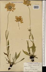 Ломелозия кавказская (M.Bieb.) Greuter & Burdet, Кавказ, Армения (K5) (Армения)