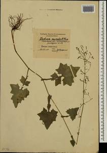 Мицелис стенной (L.) Dumort., Восточная Европа, Московская область и Москва (E4a) (Россия)