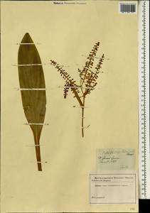 Cordyline fruticosa (L.) A.Chev., Африка (AFR) (Неизвестно)