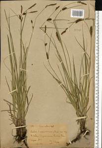 Осока черноколосая M.Bieb. ex Willd., Восточная Европа, Восточный район (E10) (Россия)