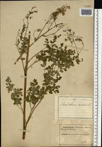 Bасилисник малый L., Восточная Европа, Северный район (E1) (Россия)