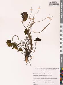 Кубышка малая (Timm) DC., Сибирь, Чукотка и Камчатка (S7) (Россия)