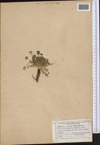 Шульция косматая (Pall.) Spreng., Средняя Азия и Казахстан, Джунгарский Алатау и Тарбагатай (M5) (Казахстан)