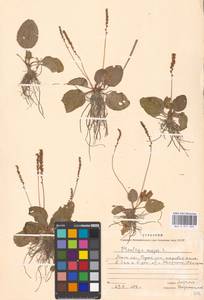 Подорожник большой L., Восточная Европа, Московская область и Москва (E4a) (Россия)