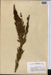 Linaria genistifolia subsp. genistifolia, Средняя Азия и Казахстан, Копетдаг, Бадхыз, Малый и Большой Балхан (M1) (Туркмения)