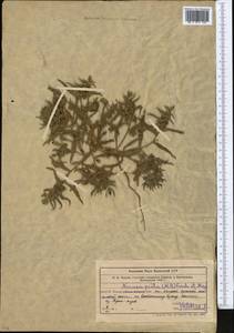 Нонея каспийская (Willd.) G.Don, Средняя Азия и Казахстан, Муюнкумы, Прибалхашье и Бетпак-Дала (M9) (Казахстан)