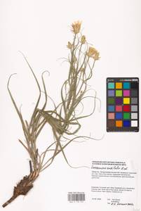 Gelasia ensifolia (M. Bieb.) Zaika, Sukhor. & N. Kilian, Средняя Азия и Казахстан, Прикаспийский Устюрт и Северное Приаралье (M8) (Казахстан)