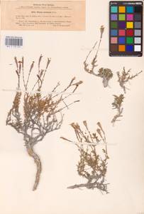 Смолевка меловая Fisch., Восточная Европа, Северо-Украинский район (E11) (Украина)