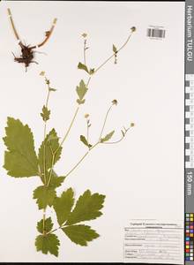 Гравилат городской L., Восточная Европа, Центральный район (E4) (Россия)