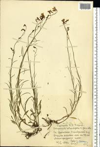 Колокольчик круглолистный L., Восточная Европа, Московская область и Москва (E4a) (Россия)