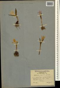 Colchicum szovitsii Fisch. & C.A.Mey., Кавказ, Южная Осетия (K4b) (Южная Осетия)