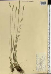 Тимофеевка степная (L.) H.Karst., Восточная Европа, Южно-Украинский район (E12) (Украина)