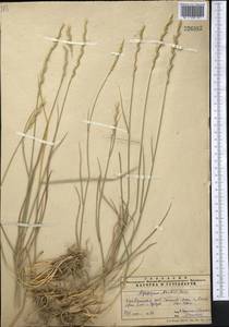Thinopyrum intermedium subsp. intermedium, Средняя Азия и Казахстан, Памир и Памиро-Алай (M2) (Узбекистан)