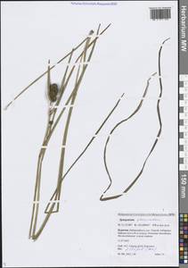 Ежеголовник скученный (Laest. ex Beurl.) Beurl., Сибирь, Прибайкалье и Забайкалье (S4) (Россия)