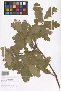 Дуб черешчатый, Дуб обыкновенный L., Восточная Европа, Ростовская область (E12a) (Россия)