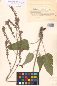 MHA 0 156 214, Salvia nutans × stepposa, Восточная Европа, Нижневолжский район (E9) (Россия)