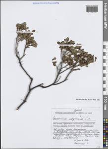 Голубика обыкновенная L., Сибирь, Чукотка и Камчатка (S7) (Россия)