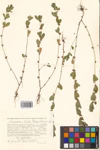 Куммеровия полосатая (Thunb.) Schindl., Сибирь, Дальний Восток (S6) (Россия)