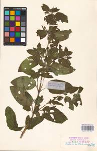 MHA 0 157 907, Мята водяная L., Восточная Европа, Эстония (E2c) (Эстония)