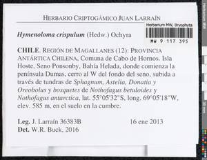Hymenoloma crispulum (Hedw.) Ochyra, Гербарий мохообразных, Мхи - Америка (BAm) (Чили)
