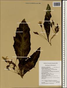 Mandragora officinarum L., Зарубежная Азия (ASIA) (Кипр)