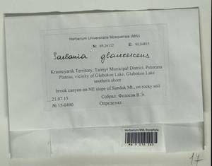 Saelania glaucescens (Hedw.) Broth., Гербарий мохообразных, Мхи - Красноярский край, Тыва и Хакасия (B17) (Россия)