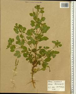 Corynandra viscosa subsp. viscosa, Африка (AFR) (Мали)