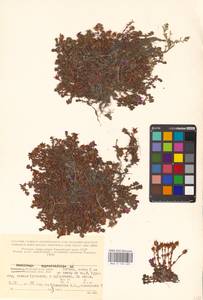 Камнеломка супротивнолистная L., Восточная Европа, Северный район (E1) (Россия)