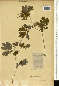 Чистотел большой L., Кавказ, Азербайджан (K6) (Азербайджан)