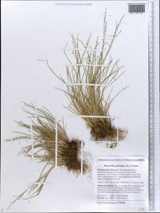 Puccinellia capillaris subsp. pulvinata (Fr.) Tzvelev, Восточная Европа, Северный район (E1) (Россия)