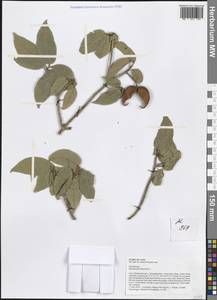 Sterculia parviflora Roxb., Зарубежная Азия (ASIA) (Лаос)