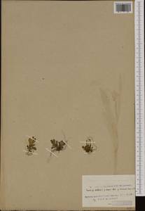 Micranthes stellaris subsp. stellaris, Западная Европа (EUR) (Шпицберген и Ян-Майен)