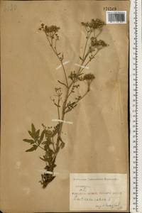 Пастернак посевной L., Восточная Европа, Средневолжский район (E8) (Россия)