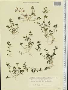 Звездчатка средняя, Мокрица (L.) Vill., Восточная Европа, Центральный лесостепной район (E6) (Россия)