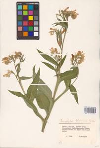 Symphytum bohemicum F. W. Schmidt, Восточная Европа, Литва (E2a) (Литва)