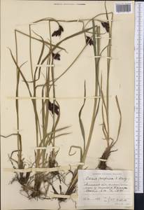 Carex aterrima subsp. aterrima, Средняя Азия и Казахстан, Северный и Центральный Тянь-Шань (M4) (Казахстан)